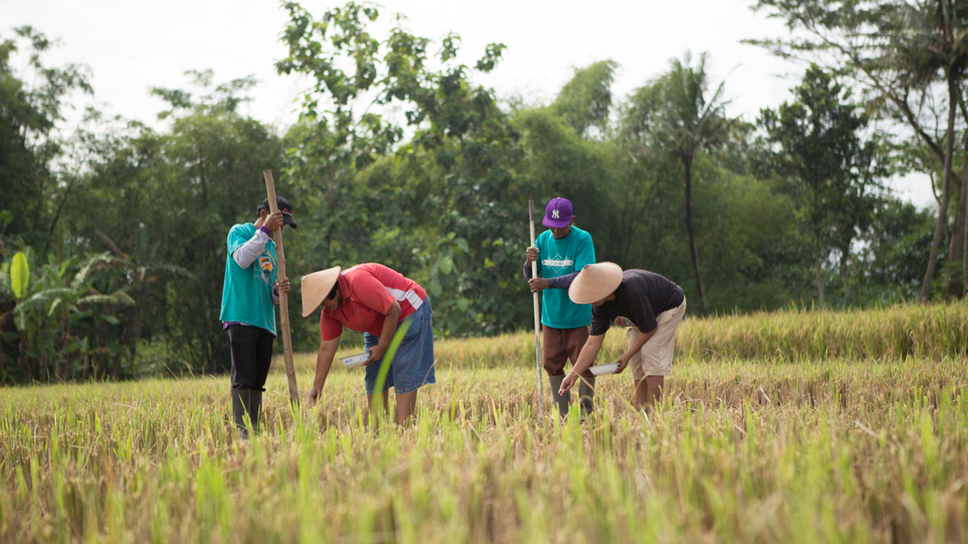 A group of indonesian farmers